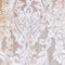 Ivory/Hazelnut
